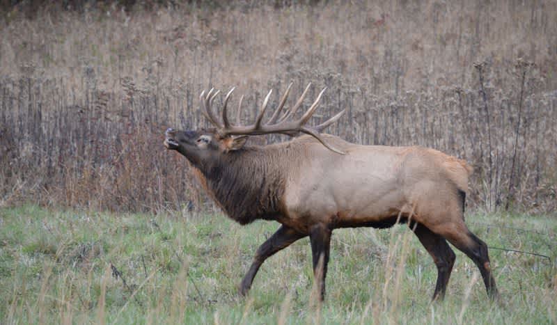 Video: First Elk Hunt in Wisconsin State History Will Take Place This Fall
