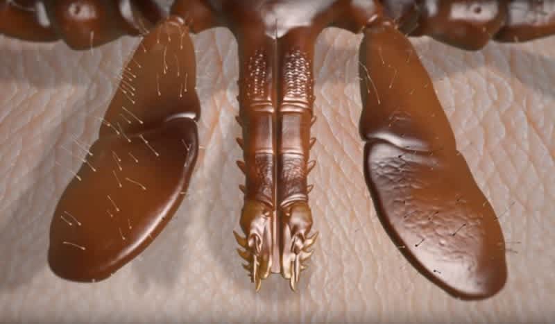 This Video Shows How Ticks Use a Mouth Full of Hooks to Lock Into Your Skin
