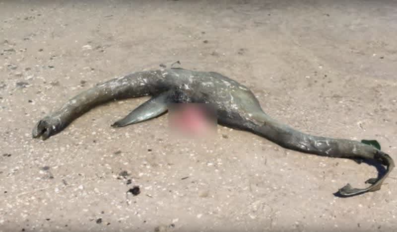 Video: Mysterious Loch Ness Monster-Looking Creature Washed Ashore in Georgia