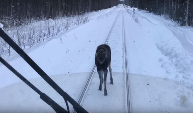 Video: Courageous Moose Stands Ground Against Oncoming Train
