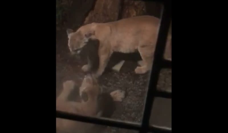 Video: California Resident Has Rude Awakening, Records Mountain Lions Outside Bedroom Window