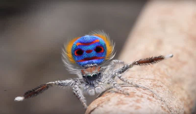 Video: Check Out the Dance Moves of the Amazing Peacock Spider
