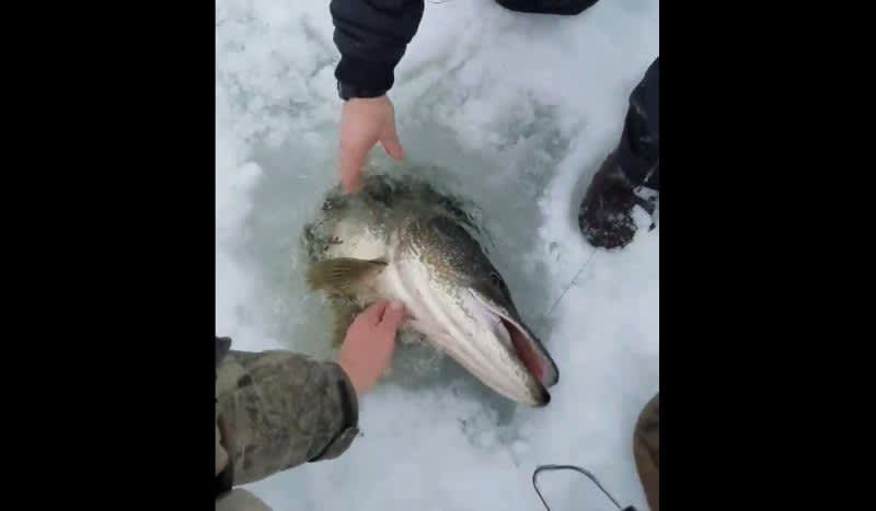 Video: 29-Pound Pike Caught on a Handline Creates Priceless Reactions