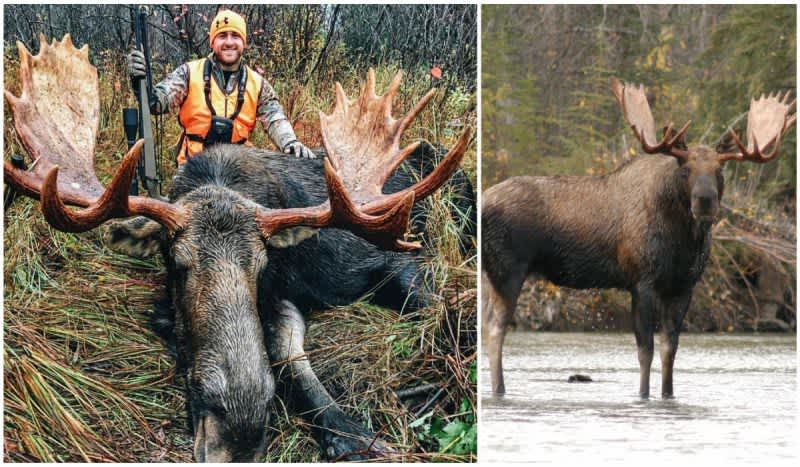 Manitoba Moose: Experience the Hunt of a Lifetime