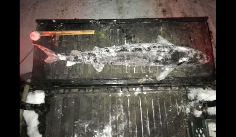 DNR Investigates Michigan Man for Poaching 55-Inch Sturgeon from Otsego Lake
