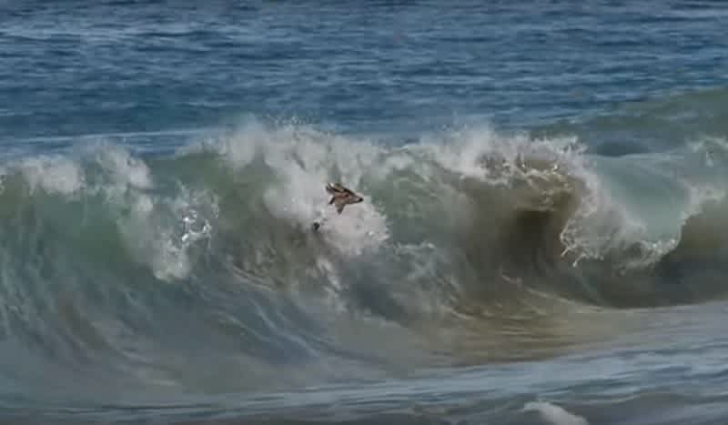 Video: Deer Gets Wrecked by Wave While Bodysurfing to Escape Wild Dogs