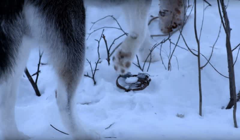 Video: Teaching a Young Husky to Avoid Wolf Traps is a Vital but Painful Lesson