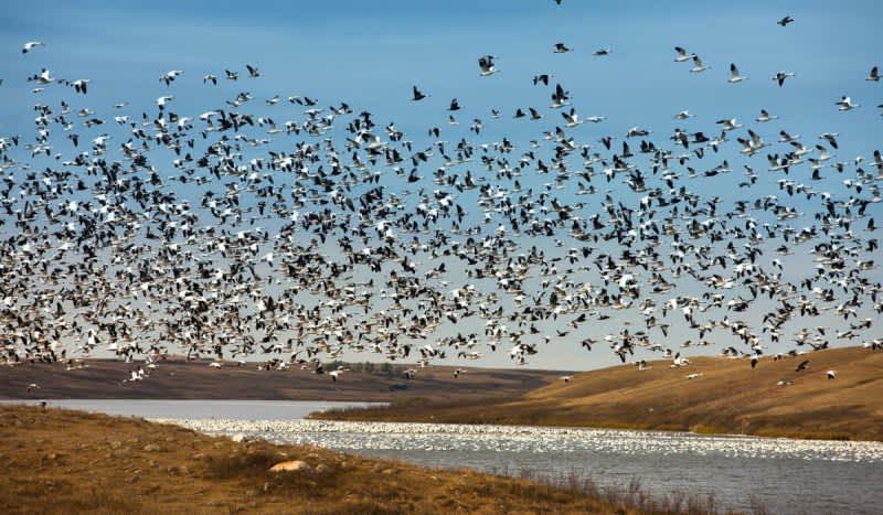 Saskatchewan’s Supreme Waterfowl Hunting