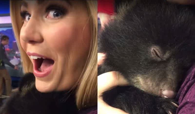 Video: Cute Bear Cub Purrs While Being Held by News Reporter