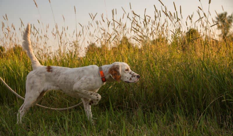 Here are 5 of the Best Hunting Dog Breeds