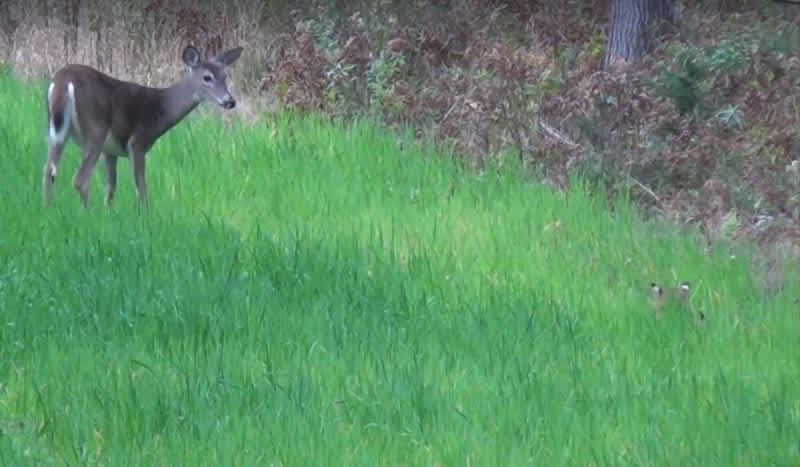 Video: Intense Scene of a Bobcat Stalking a Deer
