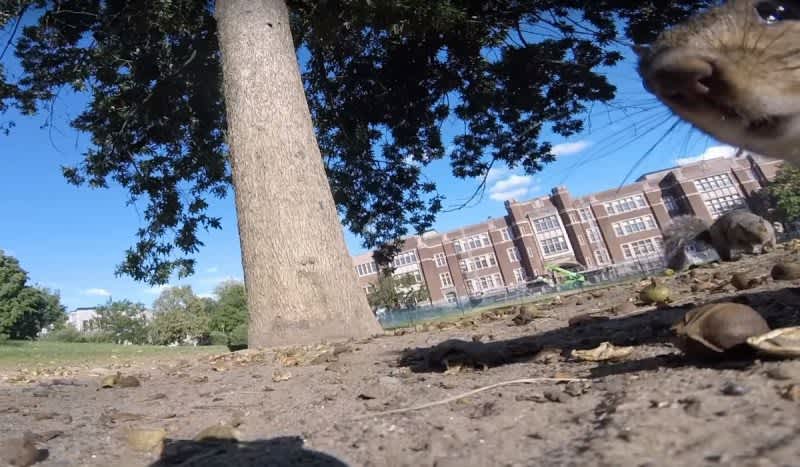 Cheeky Squirrel Steals GoPro Camera and Films POV Video From a Tree