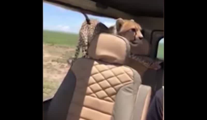 Video: Frightening Moment a Cheetah Hops in Backseat of Tourist’s Car During Safari