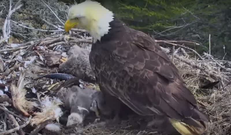 Video: Nest Cam Shows Bald Eagles React To Earthquake That Shook Southern California
