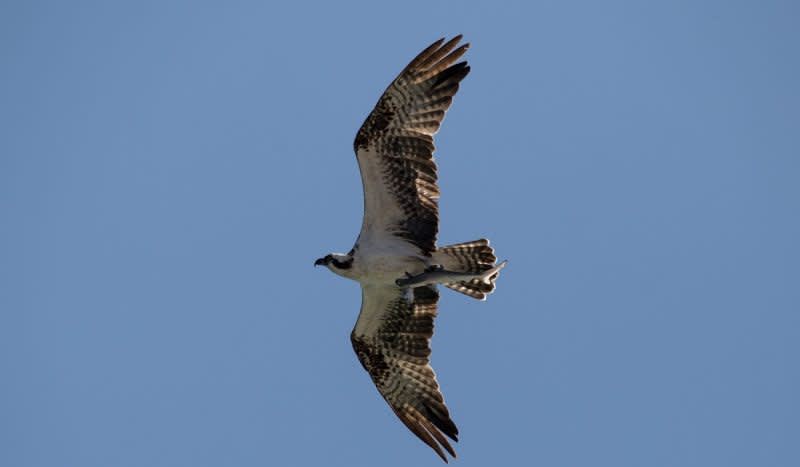 Photo Of Osprey Carrying Shark, Carrying Fish Displays Food Chain In Action