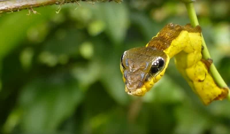 This ‘Snake’ is Actually Just a Caterpillar With an Incredible Disguise