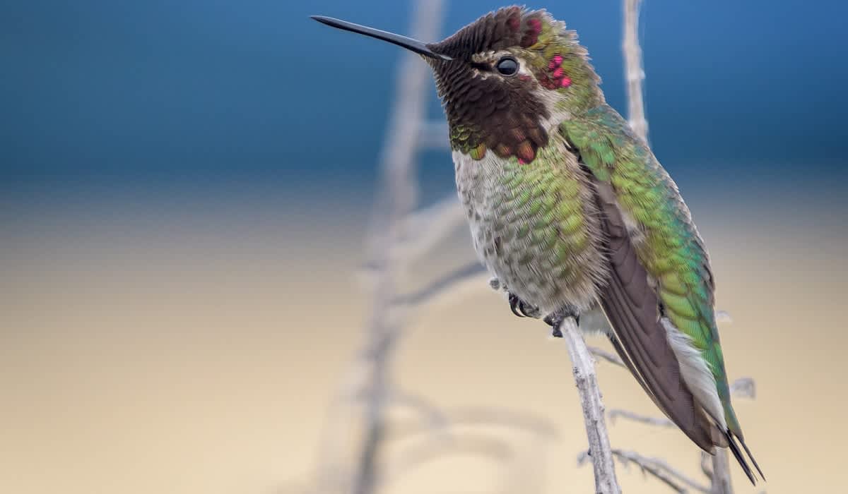 Believe It Or Not, Hummingbird Feathers Are Actually Black