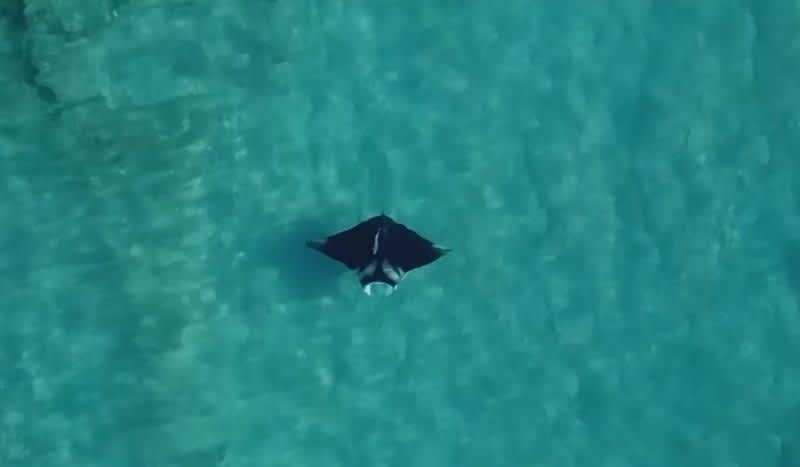 Wildlife Experts Believe This Video Captured a New Species of Manta Ray Off Palm Beach