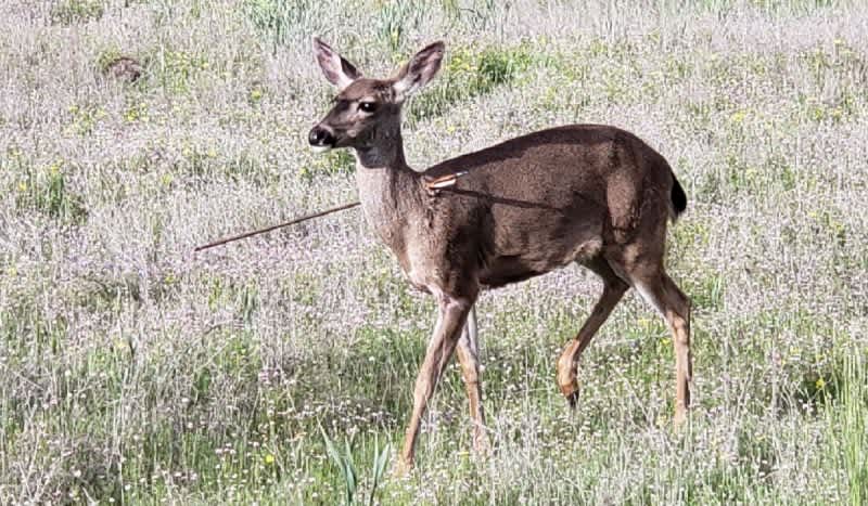 Investigation Ensues After Authorities Discover Multiple Deer in Oregon With Arrows Protruding Head, Body
