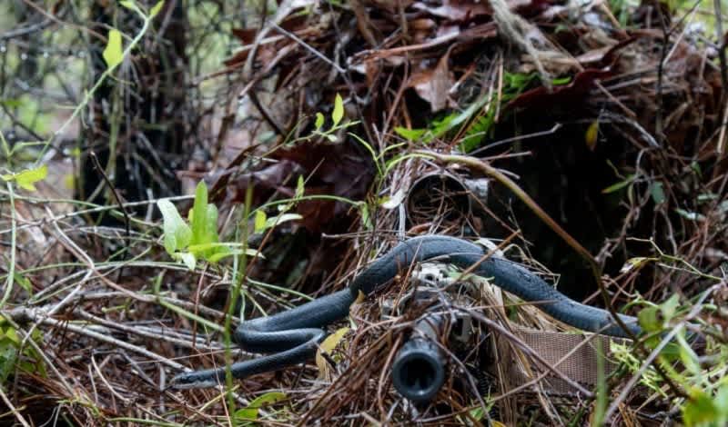 Photo of the Day: Black Racer Snake Slithers Across U.S. Sniper’s Rifle