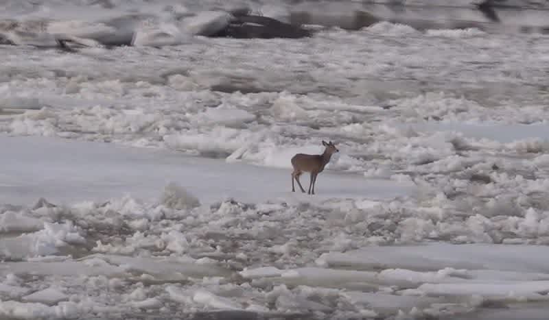 Video: Stranded Deer Surfs Down Maine River on a Block of Fast-Moving Ice