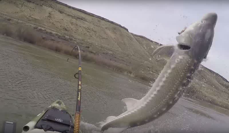 Video: 8-Foot Sturgeon Explodes Out of Water Nearly Sinking Angler’s Kayak