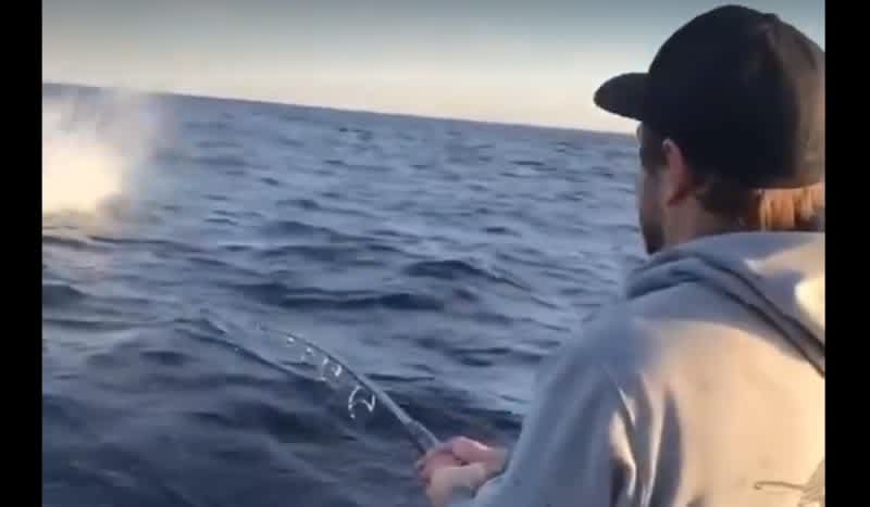 Video: Listen to a Tuna Peel Line After Striking a Topwater Bait