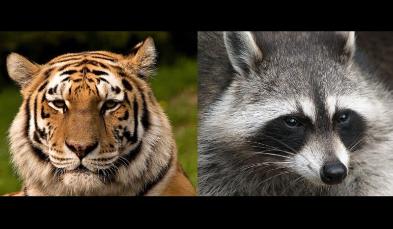 Reports Of A Tiger Roaming Upper Manhattan Turn Out To Be A Raccoon