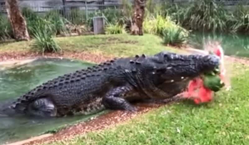 Video: Cranky Salt Water Croc Smashes Watermelon in One Single Bite
