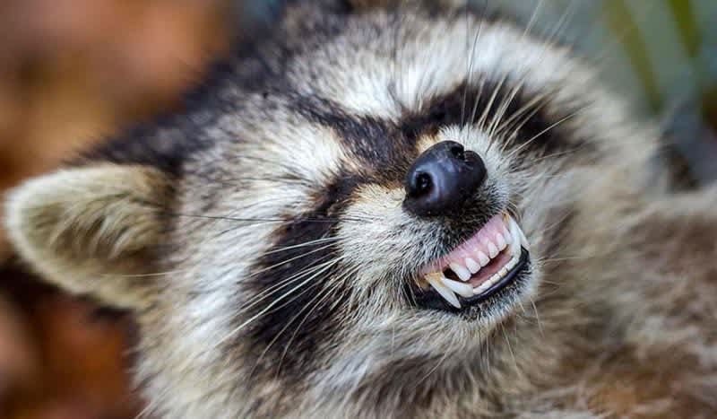 Teeth-Baring ‘Zombie Raccoons’ Are Terrorizing Ohio Residents