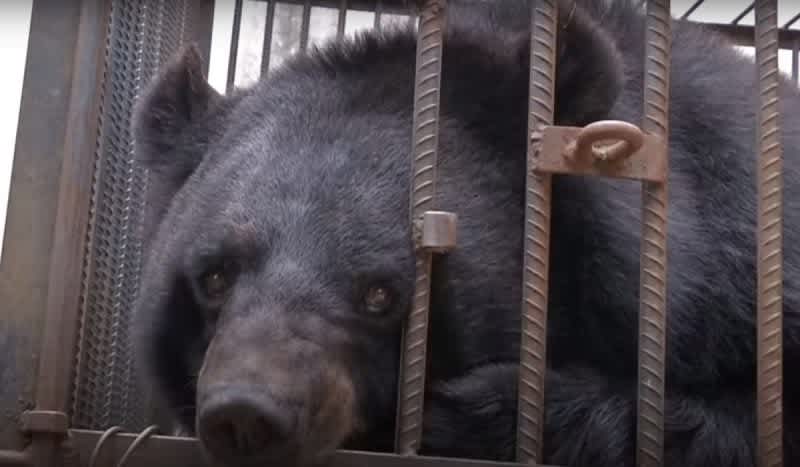 Family Raises Pet ‘Dog’ For Two Years, Turns Out To Be Endangered Asiatic Black Bear