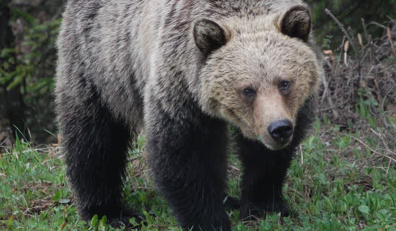 How to Survive a Bear Attack: Tips on Using Bear Spray