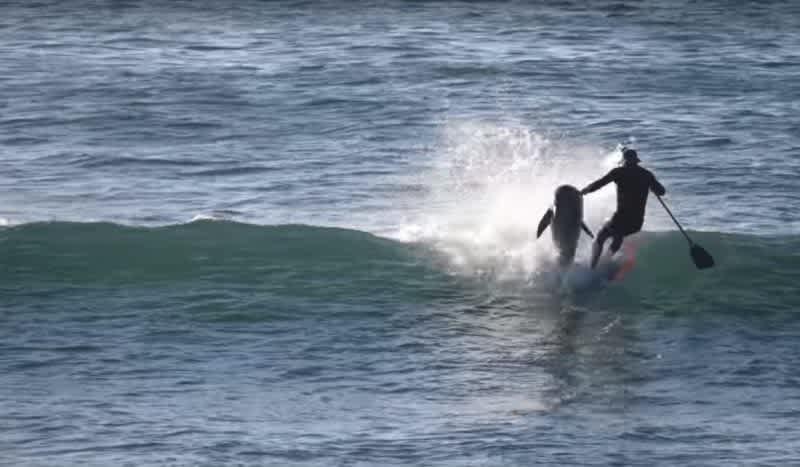 Video: Paddle Boarder Gets Body Slammed by Surfing Dolphin