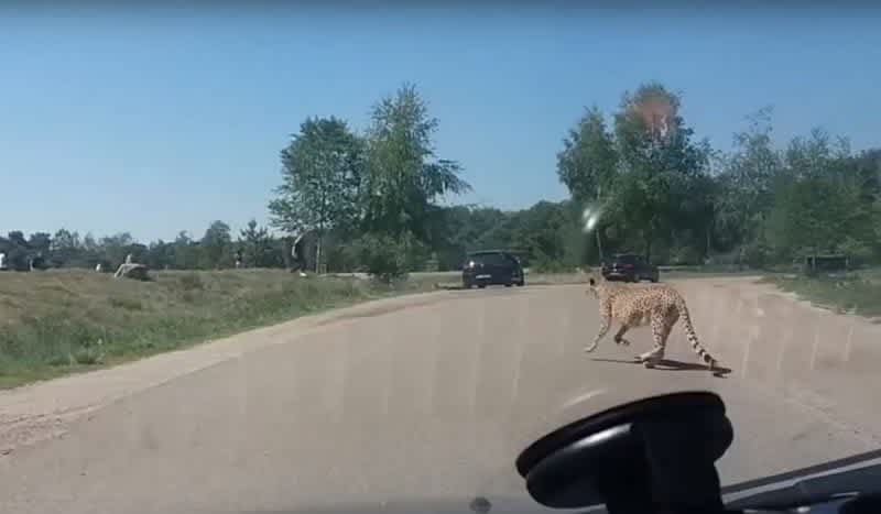 Video: Family Narrowly Escapes Being Attacked by a Coalition of Cheetahs at a Safari Park