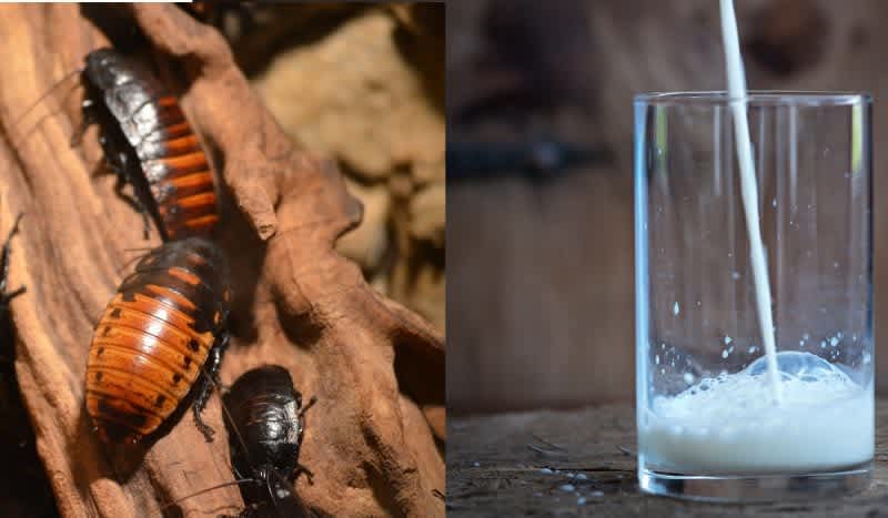 Cockroach Milk is the Stomach-Turning Superfood Trend That Keeps Coming Back