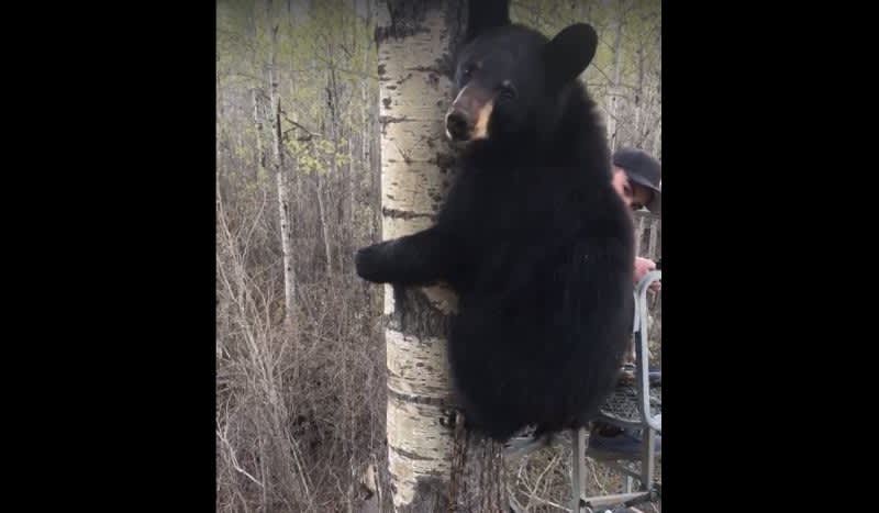 Video: 14-Year-Old Keeps His Cool After Black Bear Joins Him in The Treestand