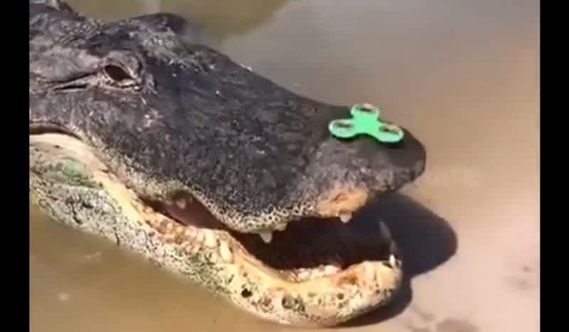Video: 14-Foot-Alligator Mesmerized by Fidget Spinner
