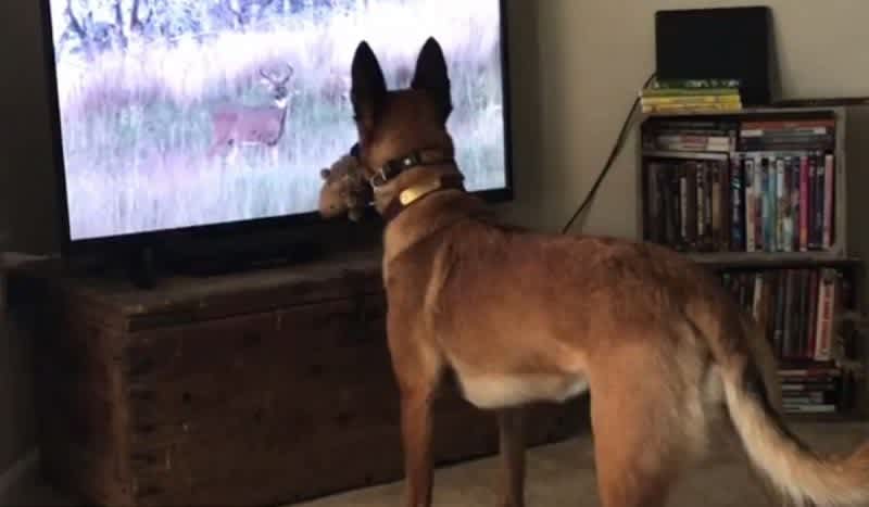 Video: Can You Find a Dog That Loves Watching Hunting TV Shows as Much as This Belgian Malinois?