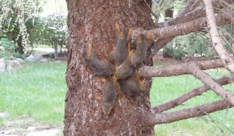 6 Squirrels With Tails Tangled Together Rescued by Wildlife Officials