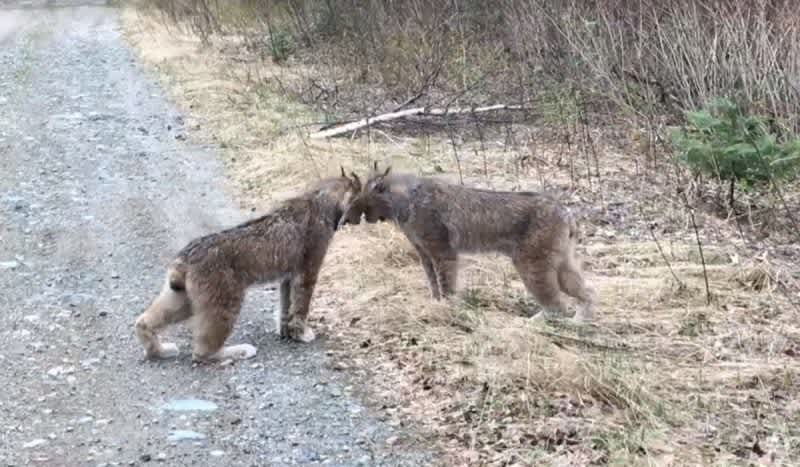 Intense Video Shows Pair of Upset Lynx Screeching in Each Other’s Face