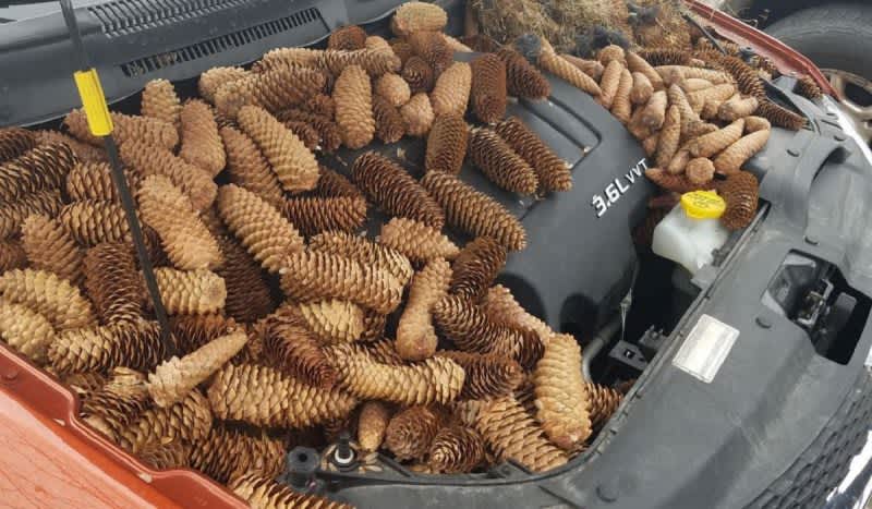 Michigan Man Discovers 50 Pounds of Pine Cones Stashed Under Hood of Car