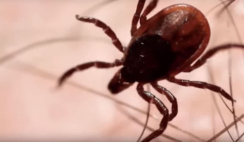 Scientists Found New Exotic Tick That Can Kill You in 48 Hours, and Clone Itself