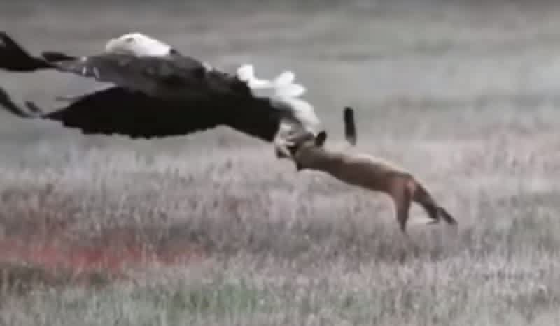Video: A Bald Eagle Snatching a Rabbit From a Fox’s Mouth Captured in Jaw-Dropping Images