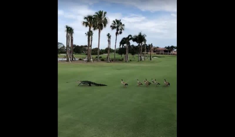 Video: Territorial Geese Escort Alligator Off PGA National Golf Course