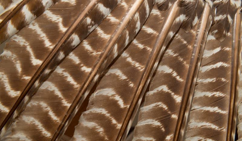 Top 4 Uses For Wild Turkey Feathers