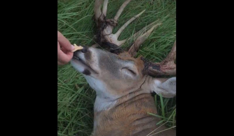 Video: Buck Enjoys Blissful Nap While Being Fed Animal Crackers