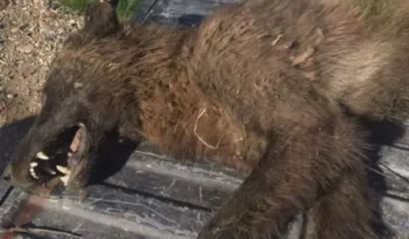 Mysterious Wolf-Like Animal Shot by Rancher Stumps Montana Wildlife Officials