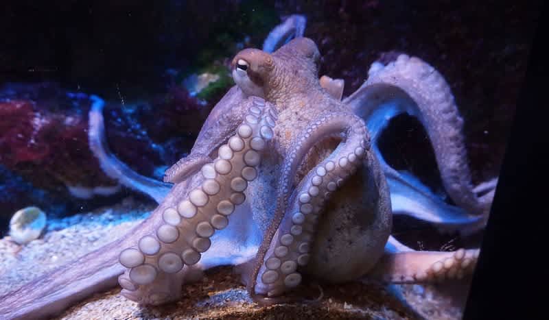 Video: New Theory Suggests Octopus DNA Comes From Space