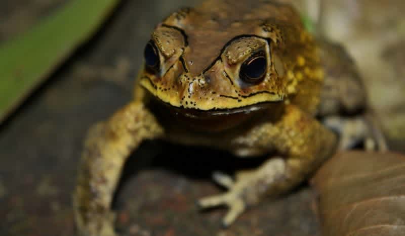 Toxic Toads Could Potentially Wipe Out Madagascar’s Biodiversity
