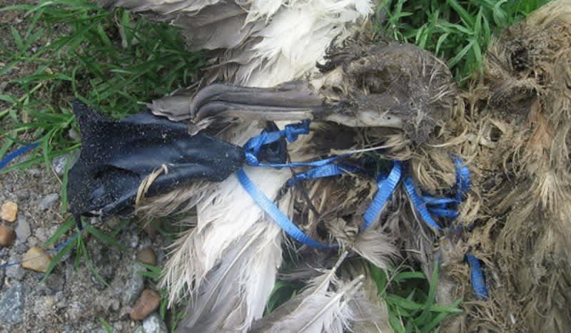USFWS: Please Don’t Release Your Balloons